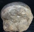 Beautifully Display Stephanoceras Ammonite #10881-3